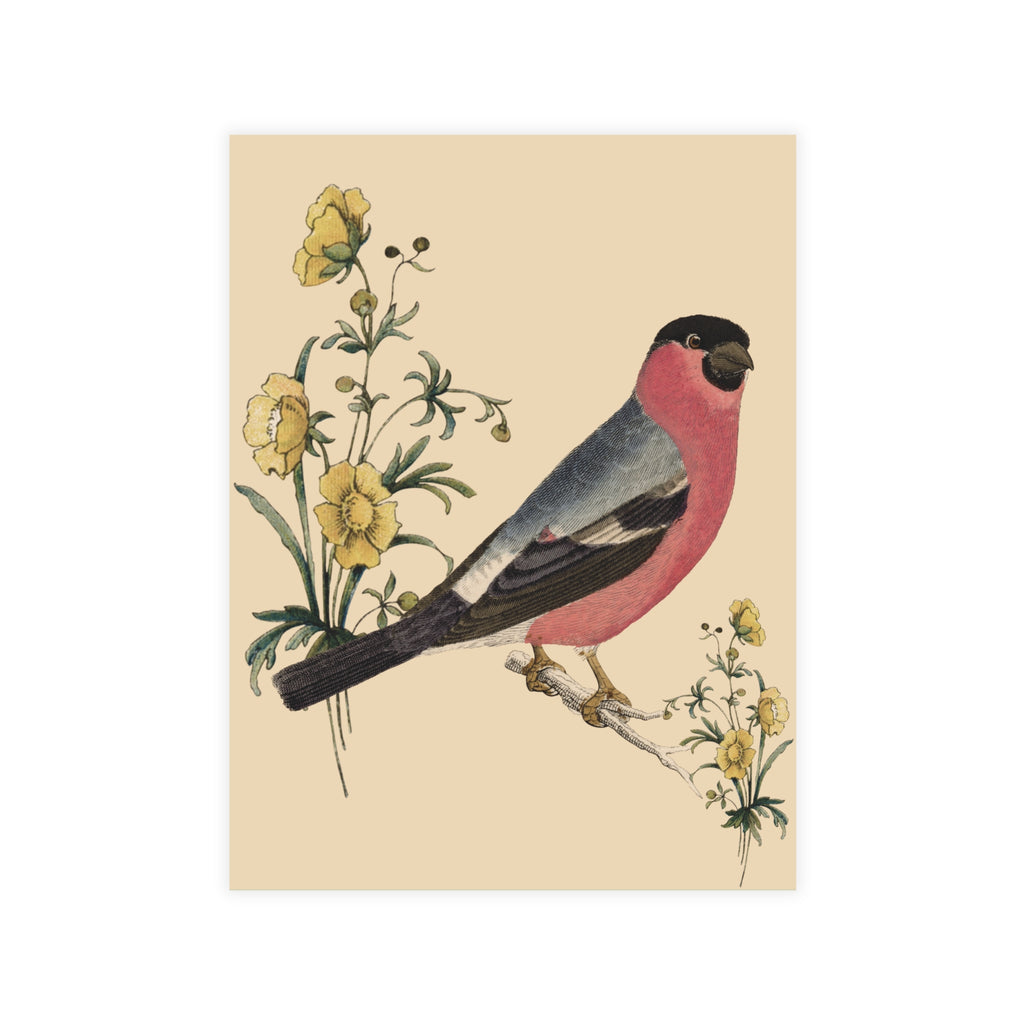 Eurasian Bullfinch Postcard, Greeting Card - Vintage Style, Vintage Art