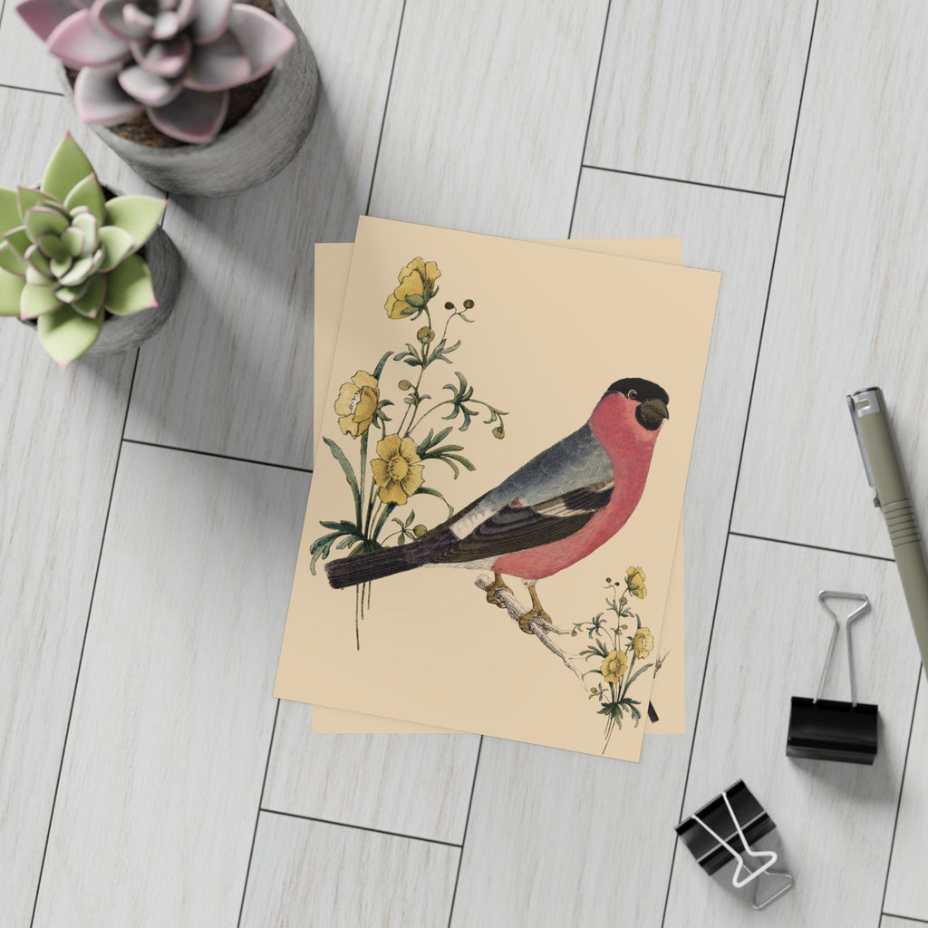 Eurasian Bullfinch Postcard, Greeting Card - Vintage Style, Vintage Art