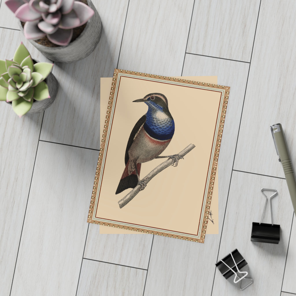 Blue-breasted Pitta Bird Postcard, Greeting Card - Vintage Style, Vintage Art