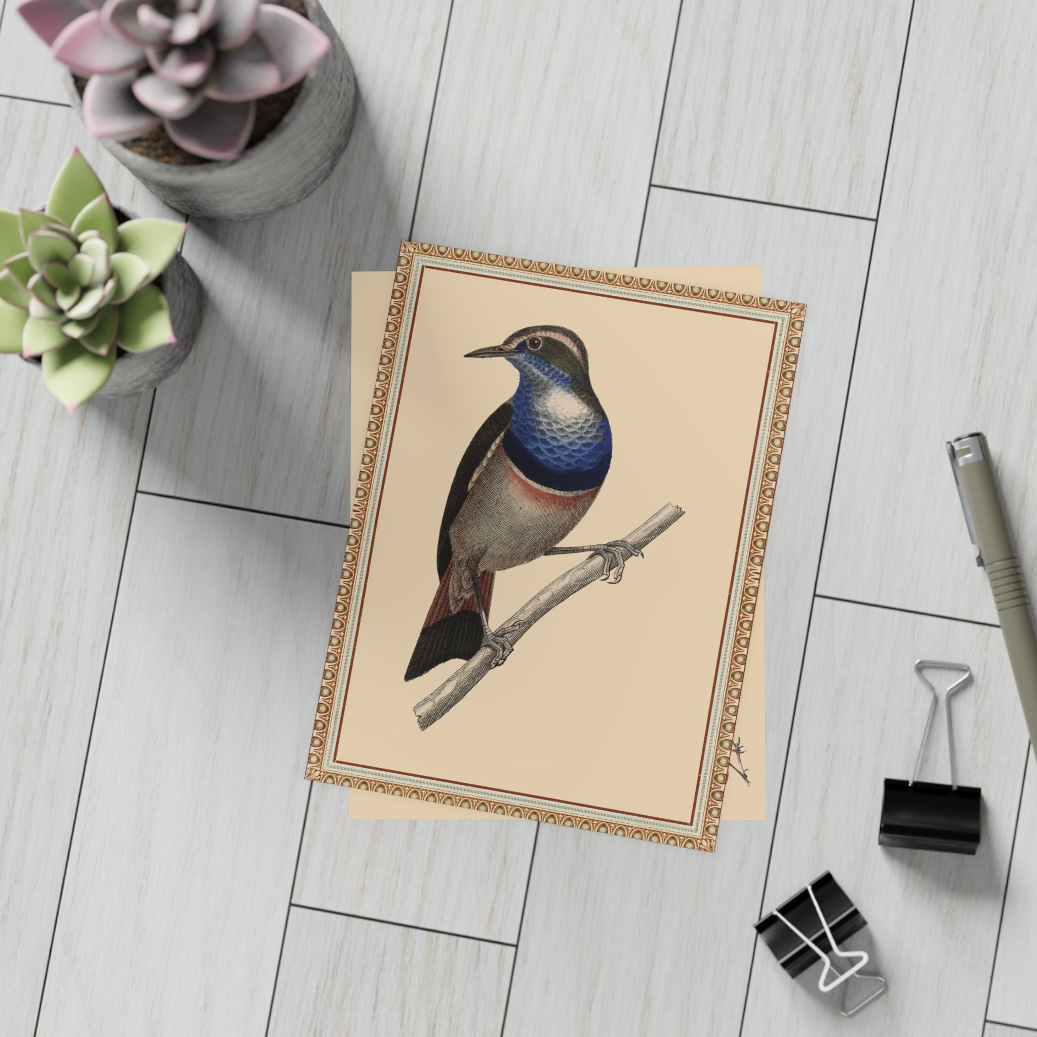 Blue-breasted Pitta Bird Postcard, Greeting Card - Vintage Style, Vintage Art