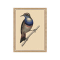 Blue-breasted Pitta Bird Postcard, Greeting Card - Vintage Style, Vintage Art