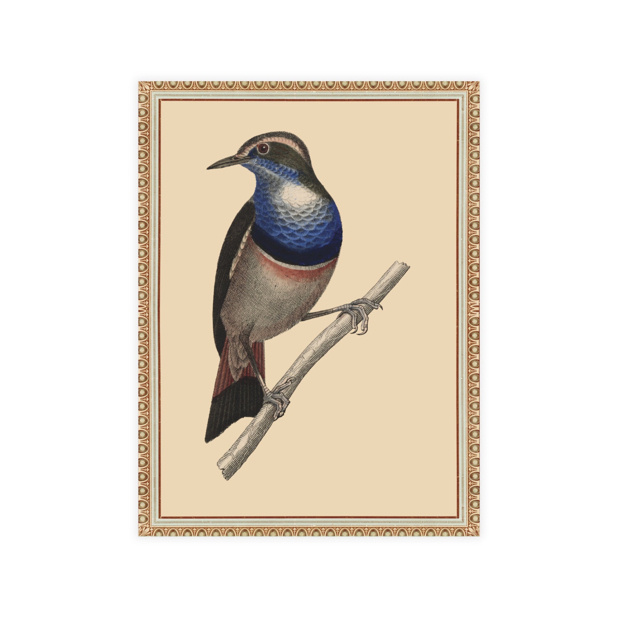 Blue-breasted Pitta Bird Postcard, Greeting Card - Vintage Style, Vintage Art