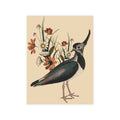 Northern Lapwing Postcard, Greeting Card - Vintage Style, Vintage Art